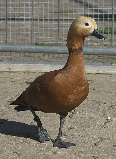 解读阿莱格