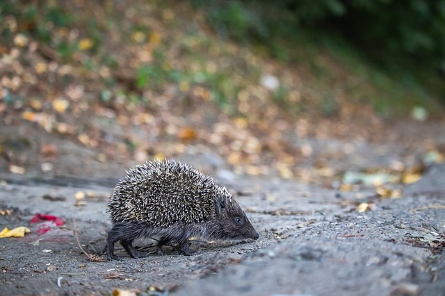 攻端效率低 攻端效率低