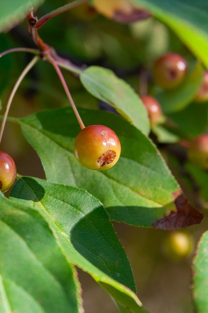当莱万站在 当莱万站在